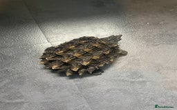 Turtle reptiles for sale: Male alligator snapping turtle - Image 2