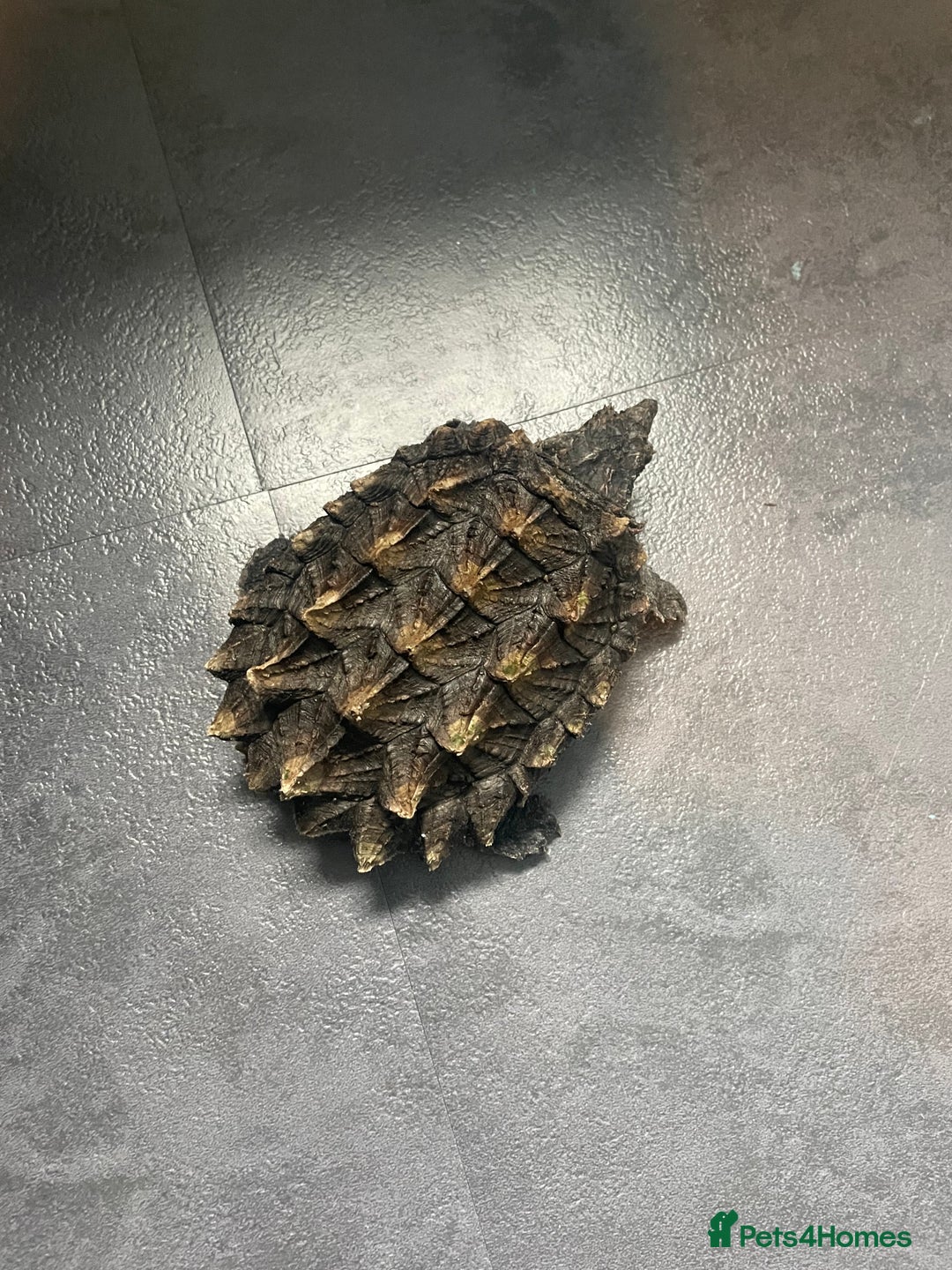 Turtle reptiles for sale: Male alligator snapping turtle - Image 2