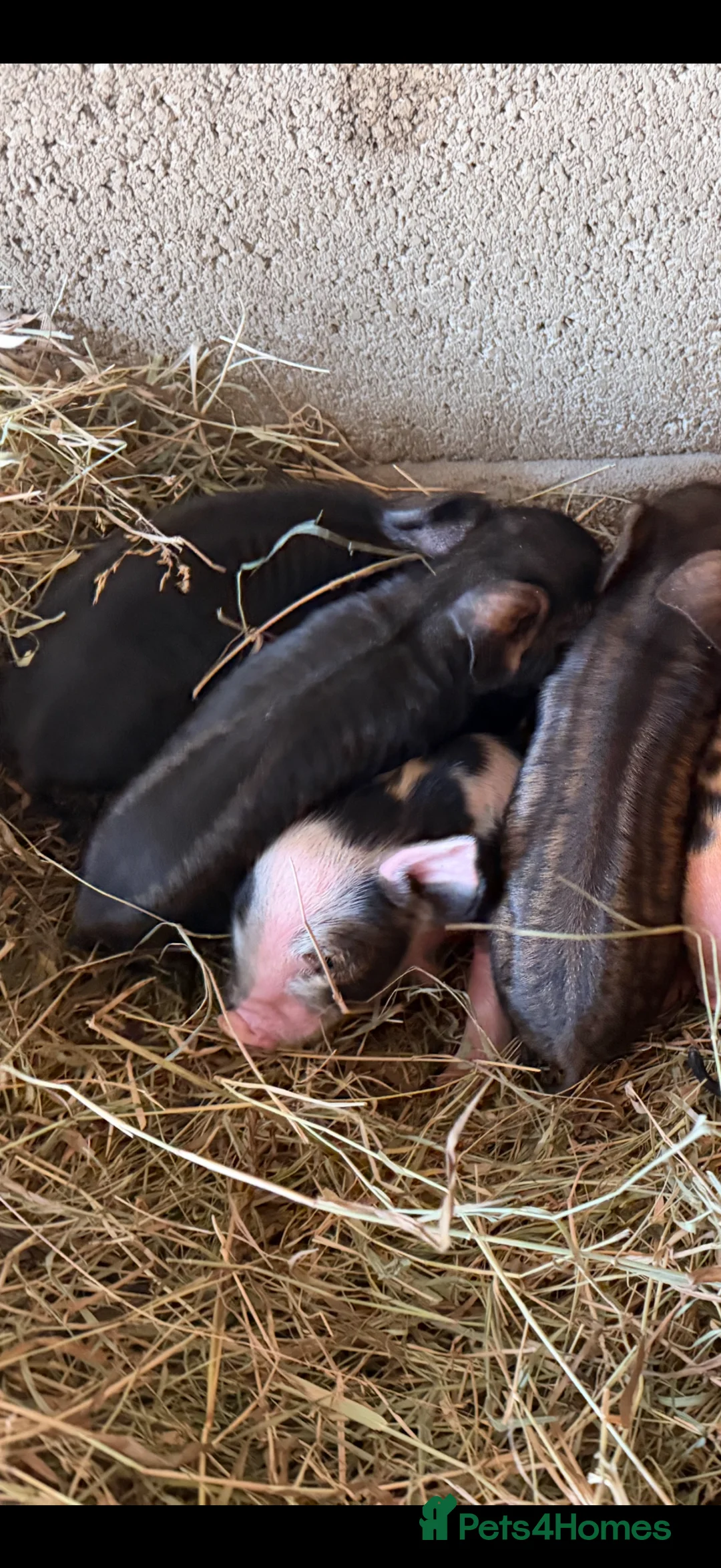 Pig livestock for sale: Kunekune piglets for sale  in High Peak - Advert 2