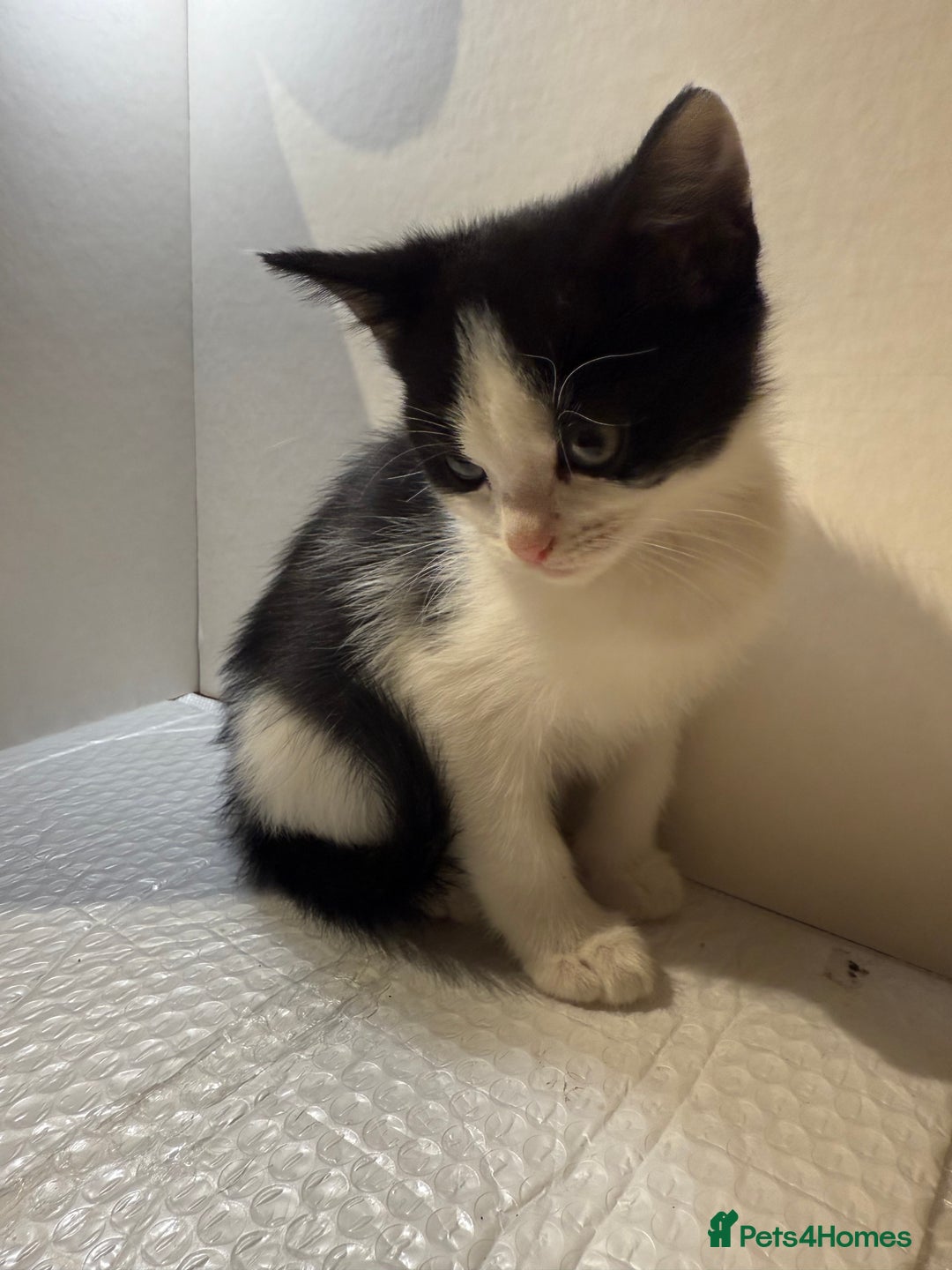 Korat cats for sale: Cute playful kittens ready for their new home 🖤🤍 - Advert 15