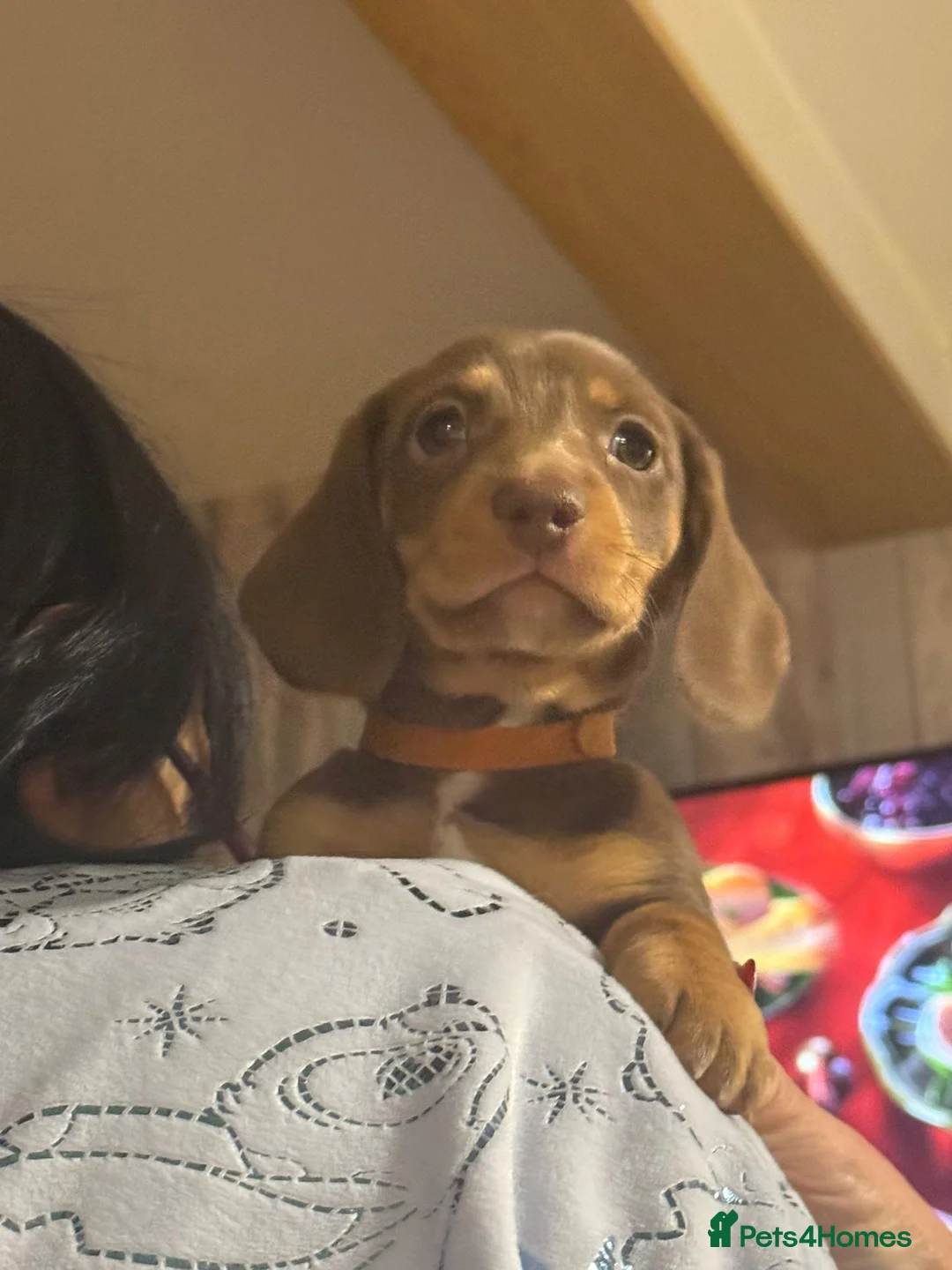 Miniature Dachshund dogs for sale: Gorgeous Litter of Miniature Dachshund Puppiies in Solihull - Advert 5