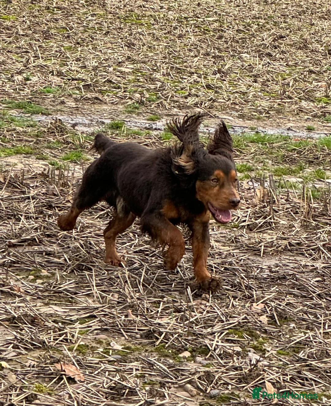 Cocker Spaniel dogs for stud: Stunning Chocolate & Tan Cocker Proven Stud in Burton-on-Trent - Advert 11