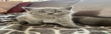British Shorthair 2