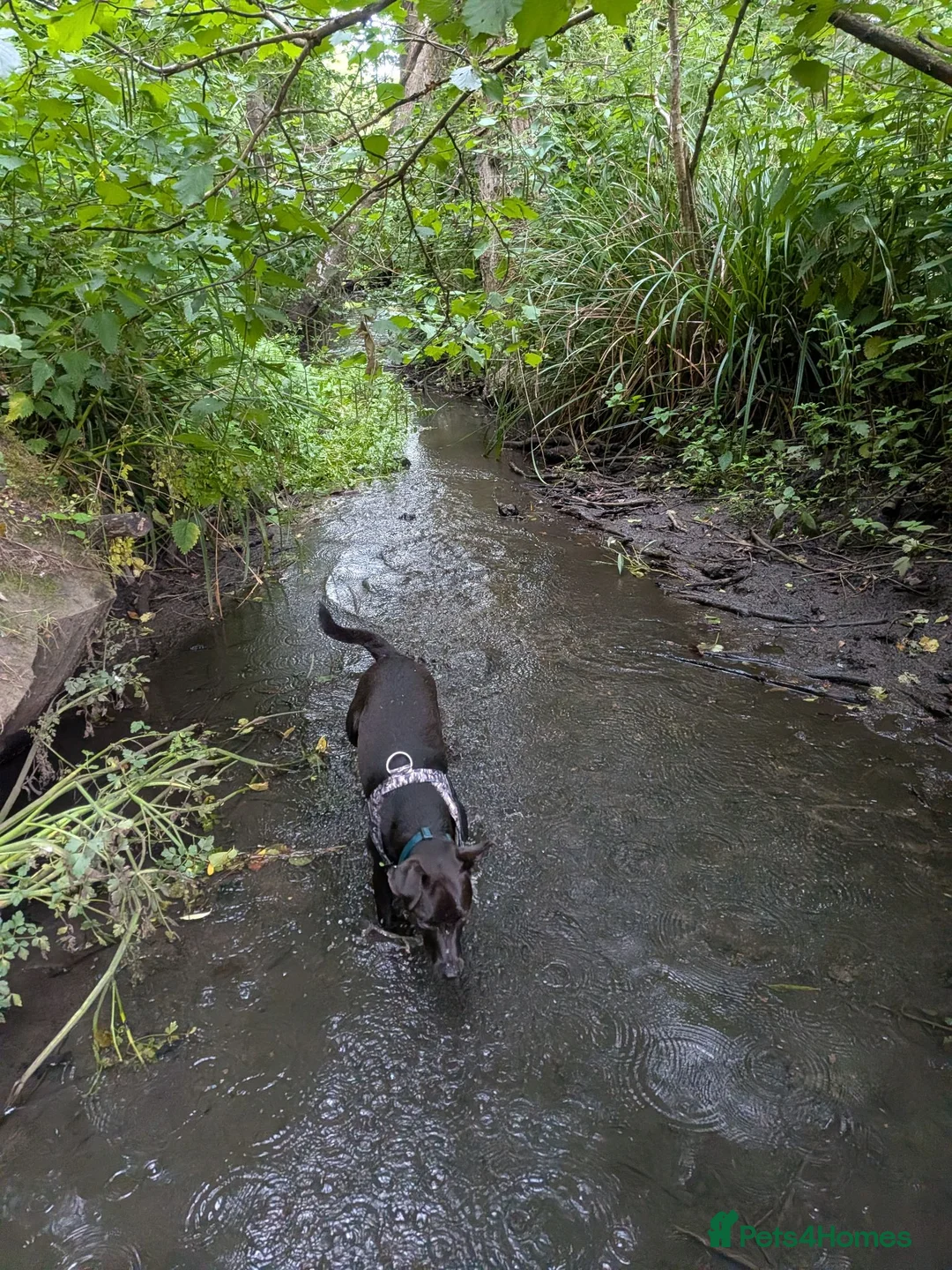Patterjack dogs for sale: 11 Month old Patterjack  - Advert 2