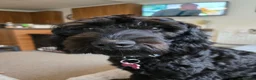 Cockapoo dogs for sale: 11 month cockapoo male f1 in Newcastle upon Tyne - Advert 4
