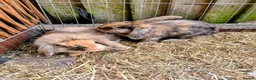 Mini Lion Lop rabbits for sale: 4 lionhead lops for sale - Advert 6