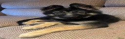 German Shepherd dogs for sale: Beautiful Smart German Shepherd Puppy - Advert 5