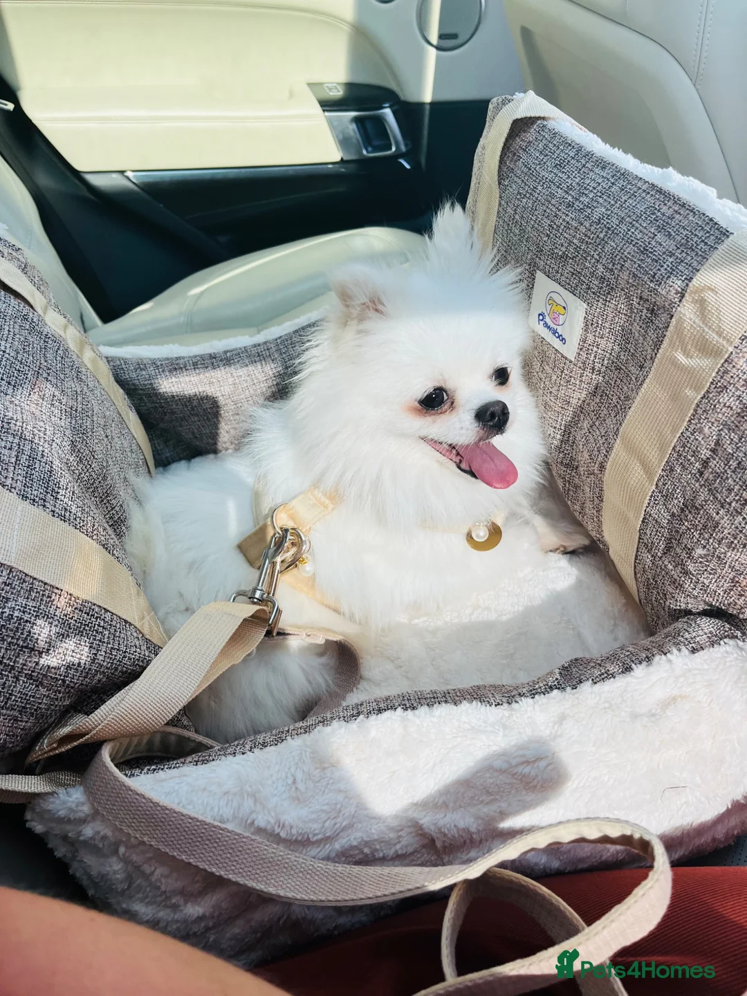 Pomeranian dogs for sale: Pomeranian Girl - Advert 8