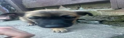 Belgian Shepherd Dog dogs for sale: Beautiful Malinois girl ready to leave - Advert 13