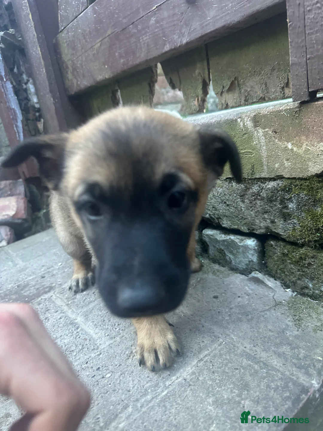 Belgian Shepherd Dog dogs for sale: Beautiful Malinois girl ready to leave - Advert 13