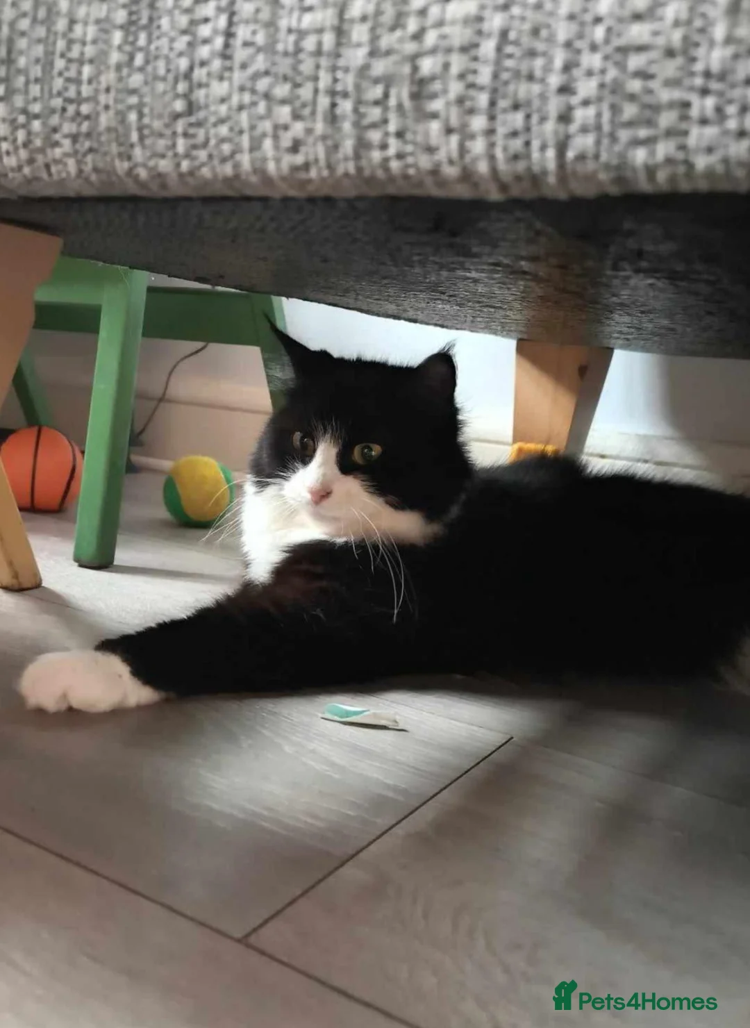 Mixed Breed cats for sale: Female cat  - Advert 1