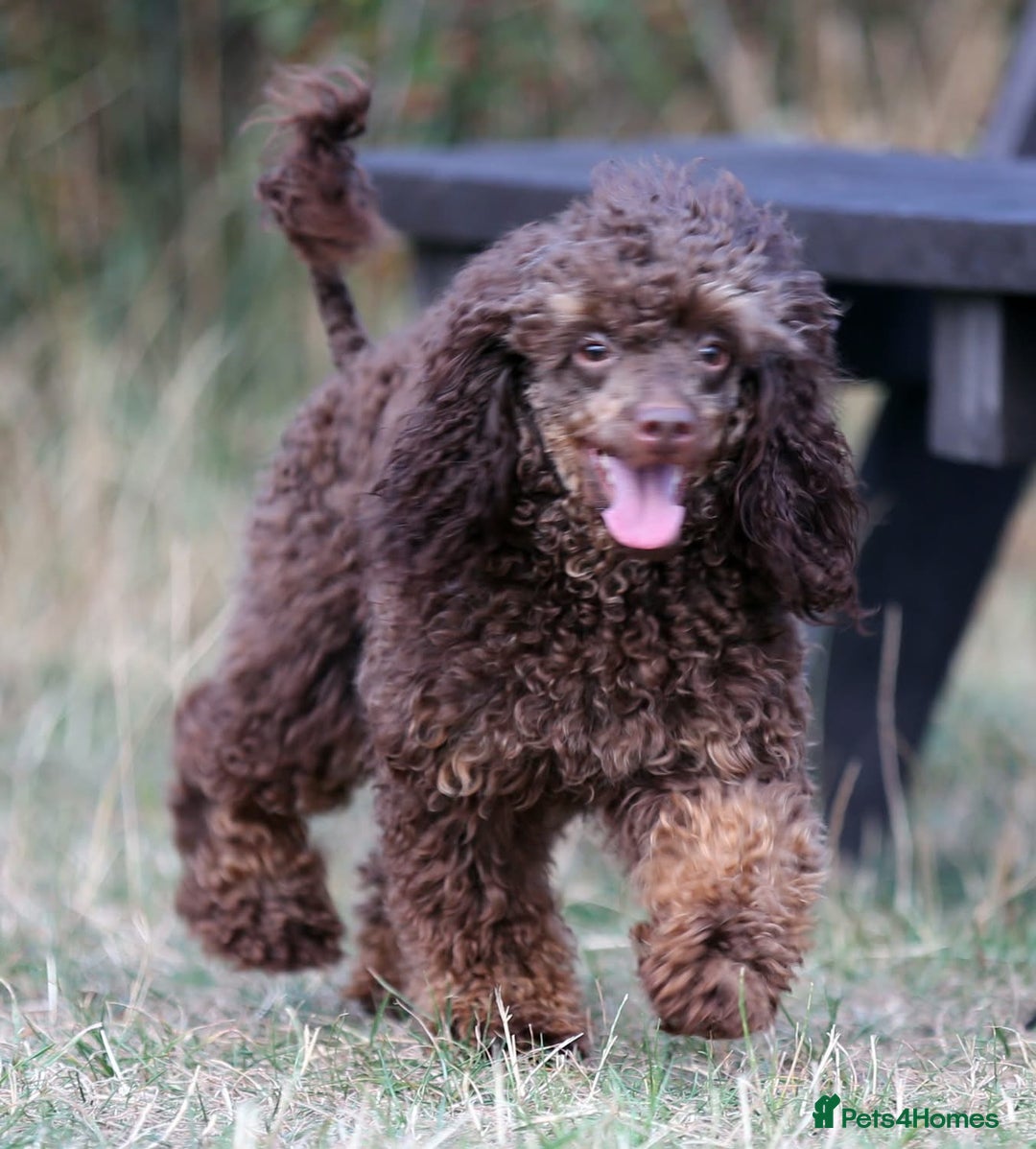Toy Poodle dogs for stud: Hugo Chocolate & Tan outstanding toy poodle  - Image 7