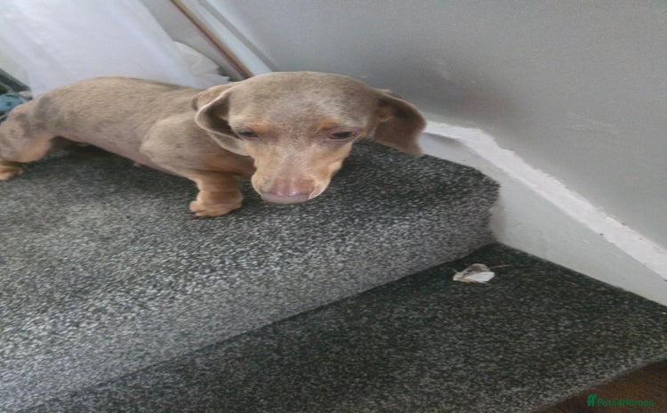 Dachshund dogs - Advert 2