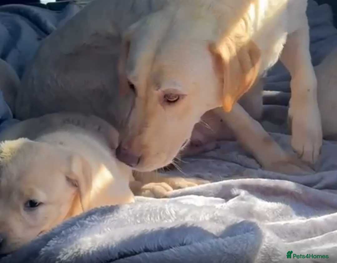 Labrador Retriever dogs for sale: Beautiful Lab Puppies — Ready now! 5 Girls & 1 Boy - Image 8
