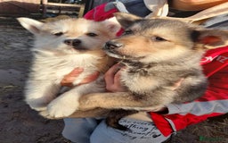 Shepsky dogs for sale: German Shepherd cross Husky Puppies  - Image 4