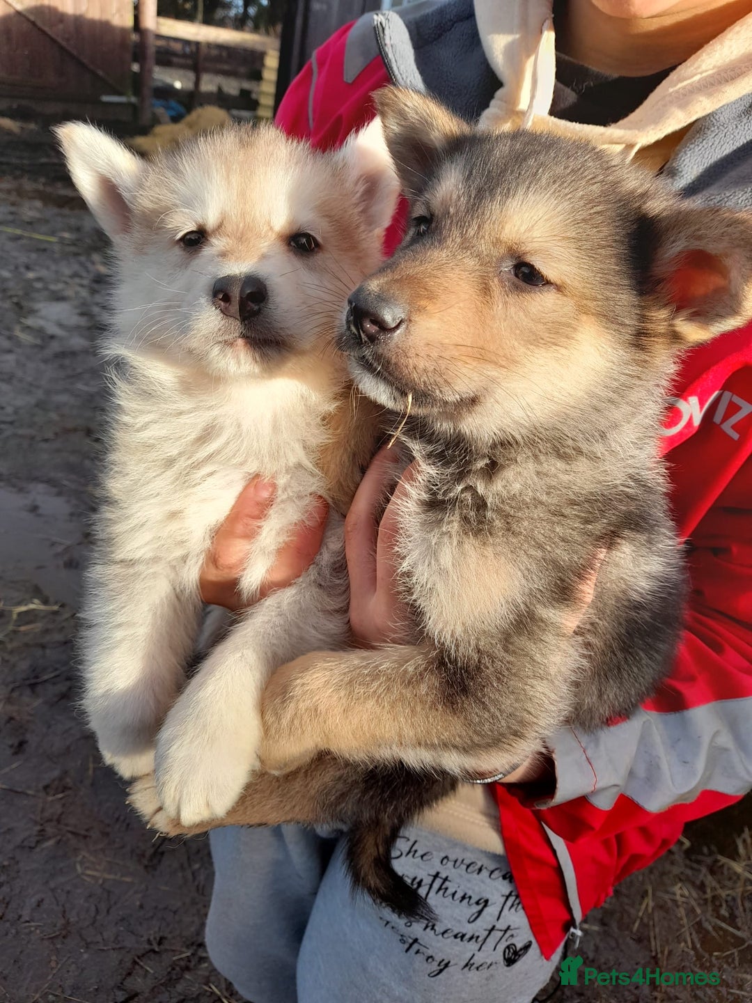 Shepsky dogs for sale: German Shepherd cross Husky Puppies  - Image 4
