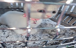 Mixed Breed cats for sale: Khao manee x russian - Image 2
