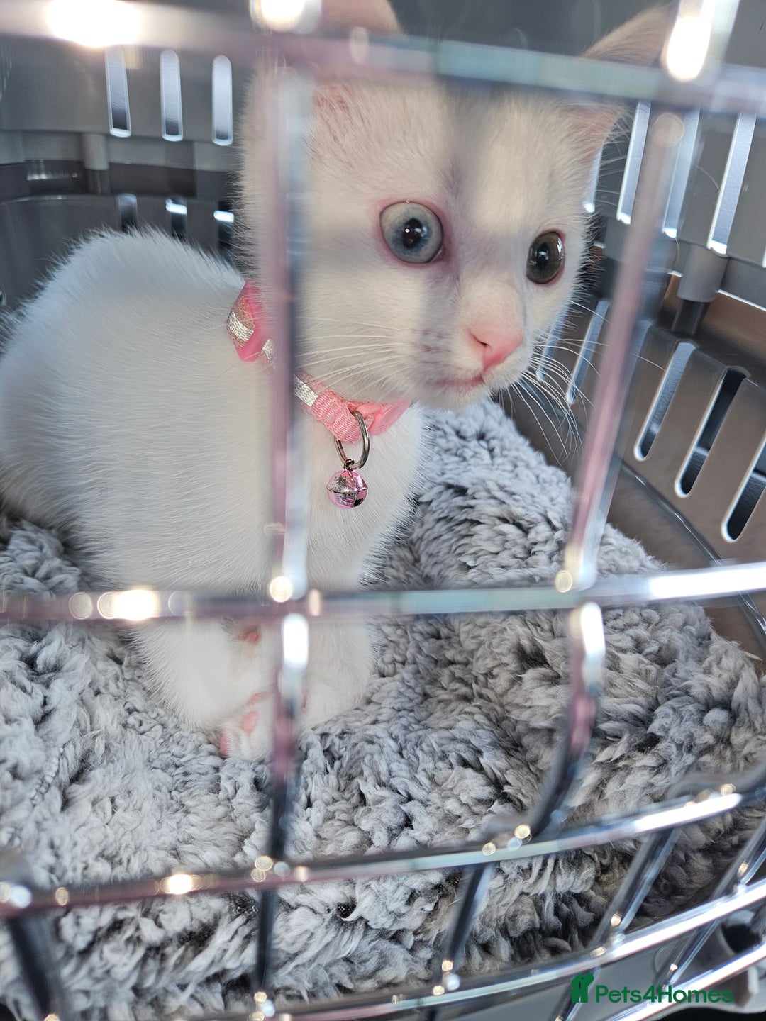 Mixed Breed cats for sale: Khao manee x russian - Image 2