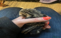 Bengal cats for sale: 9 BENGAL RAGDOLL X KITTENS - Image 4