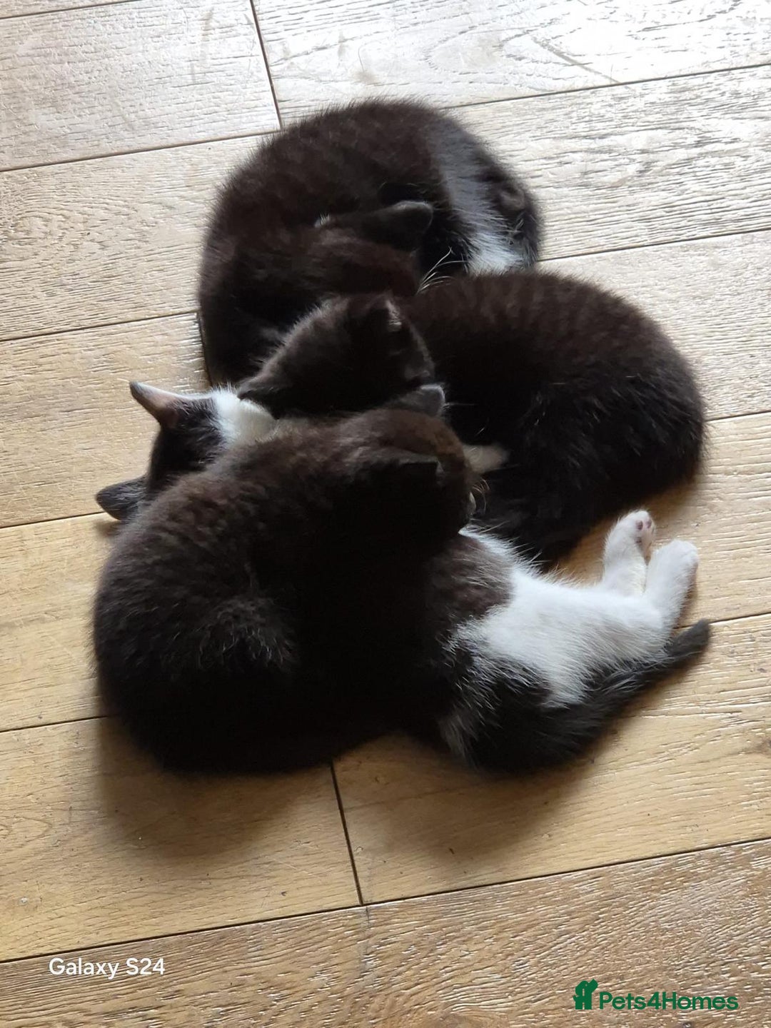 Mixed Breed cats for sale: Three playful kittens in search of forever home. - Image 23