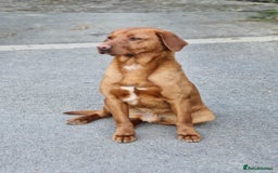 Labrador Retriever dogs for stud: Fully Health tested fox red Labrador for stud in Holywell - Image 5