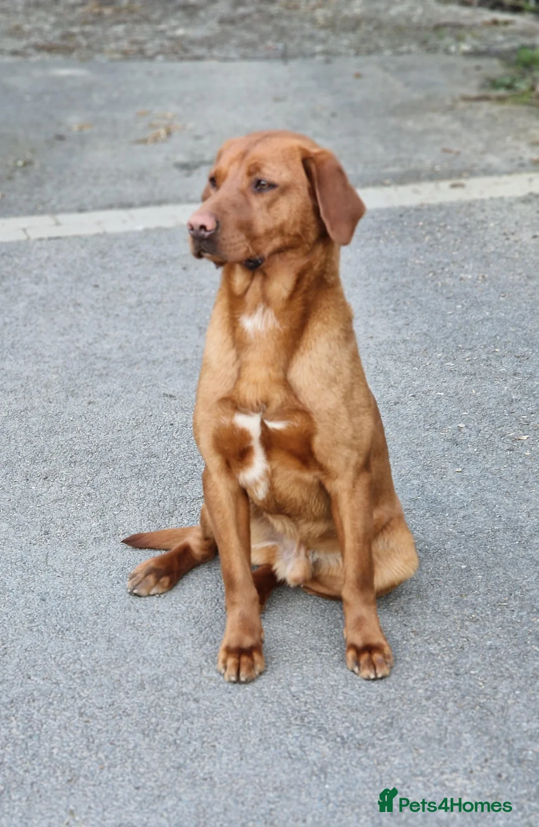 Labrador Retriever dogs for stud: Fox Red Labrador - Fully Health Tested in Holywell - Advert 5