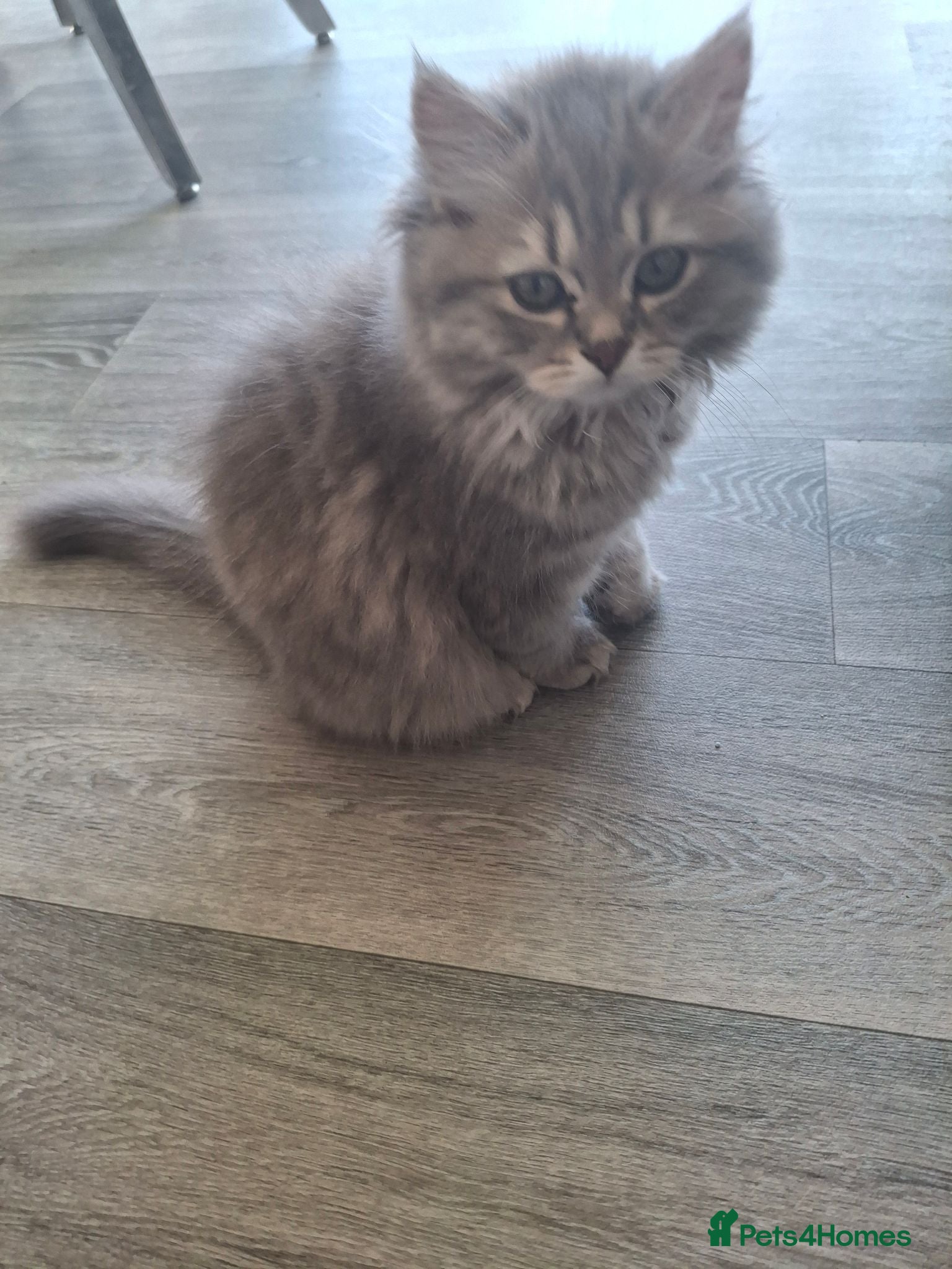 British Longhair cats Pure bred british long haired grey girl - Advert 2