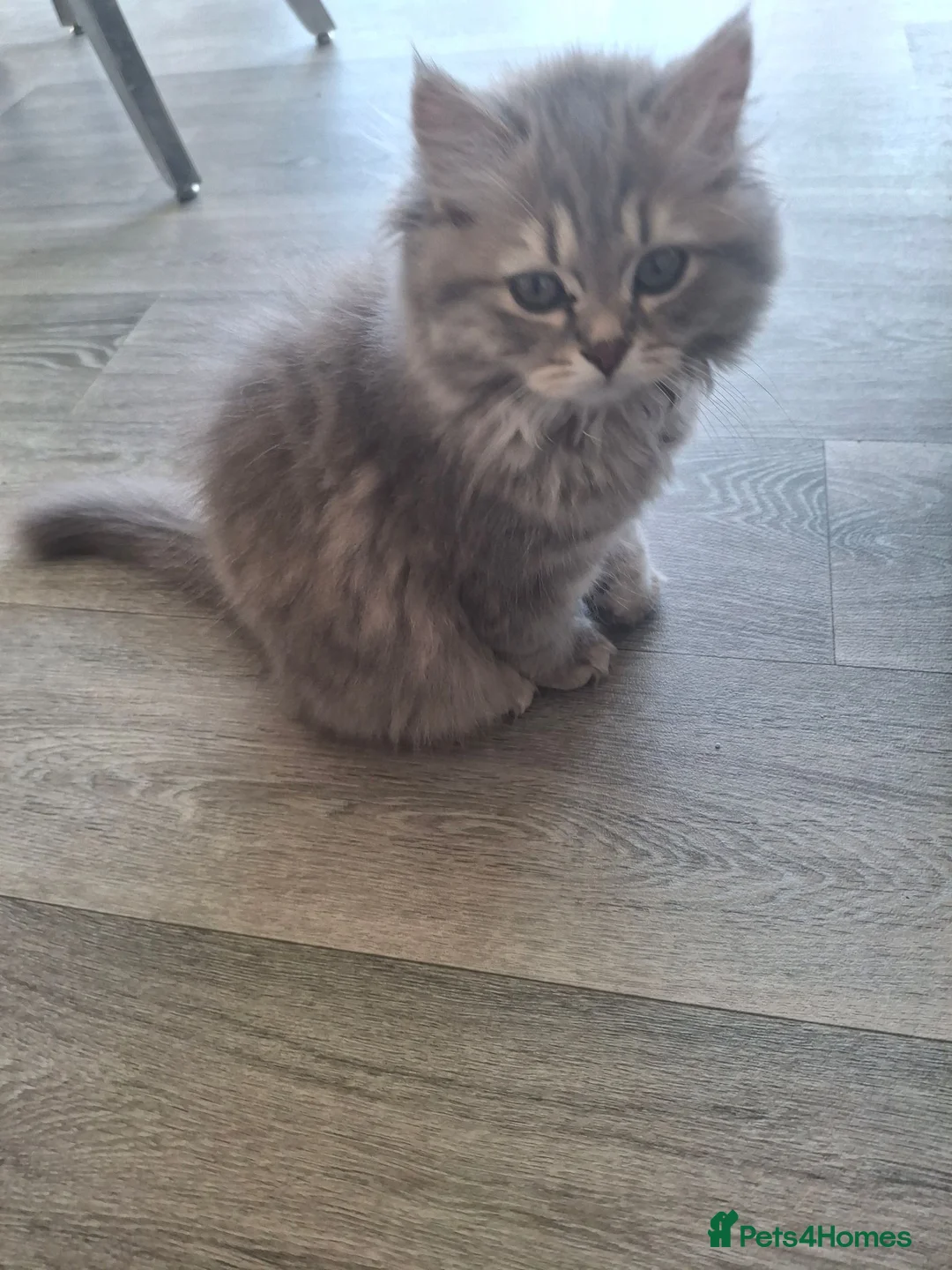 British Longhair cats for sale: Pure bred british long haired grey girl - Advert 1