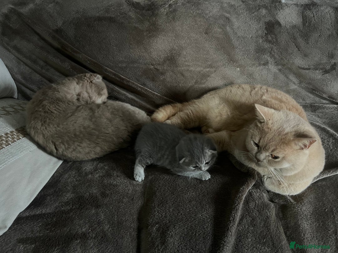 Scottish Fold cats for sale: Scottish Fold male kitten  - Advert 11