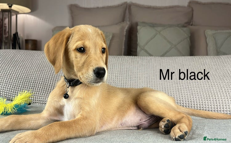 Goldador dogs - Advert 1