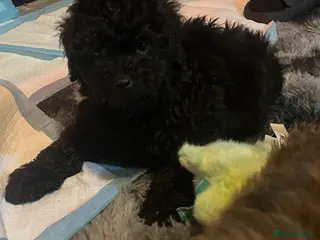 Cavapoo dogs F1b Cavapoo READY 12th of February - Advert 5