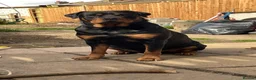Rottweiler dogs for stud: Looking a female Rottweiler to breed with my male  in London - Advert 3
