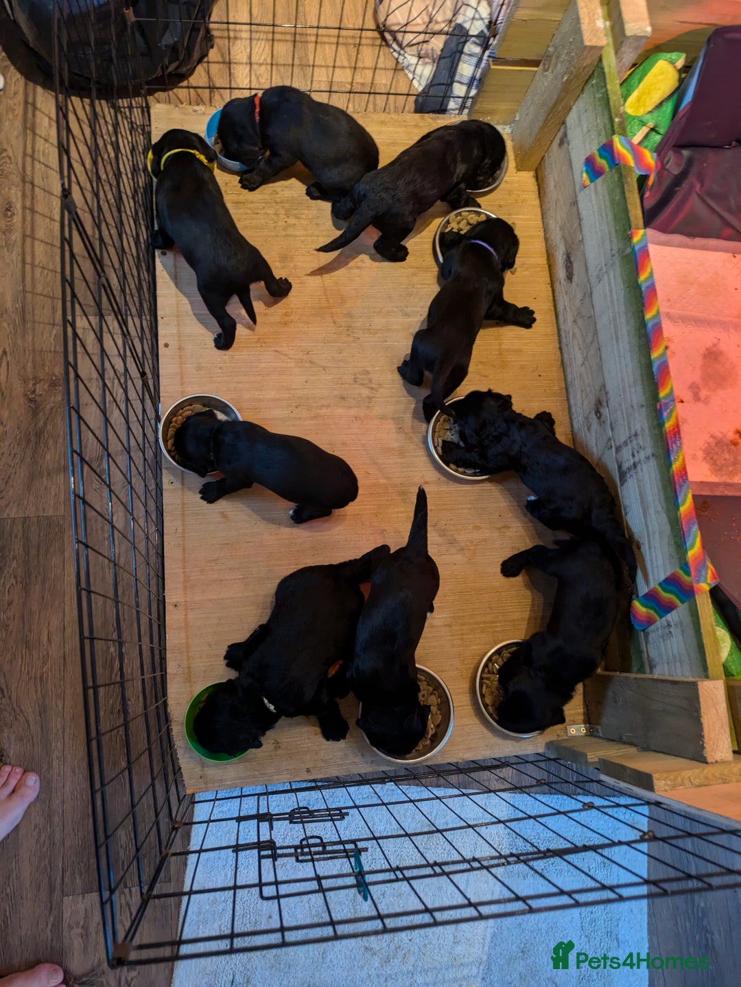 Springador dogs for sale: Springador puppies  - Image 8