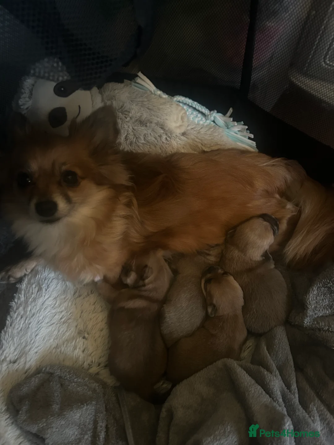 Pomchi dogs for sale: Beautiful Pomchi girls - Advert 1