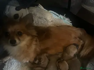 Pomchi dogs Beautiful Pomchi girls - Advert 1