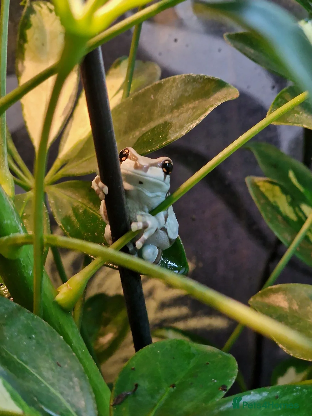 Frog reptiles for sale: Complete Amazon Milk Tree Frog Setup with 2x frogs in Cannock - Advert 5