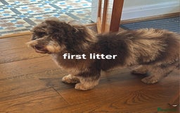 Miniature Poodle dogs for stud: Gorgeous Chocolate Merle Miniature Poodle Stud - Image 8