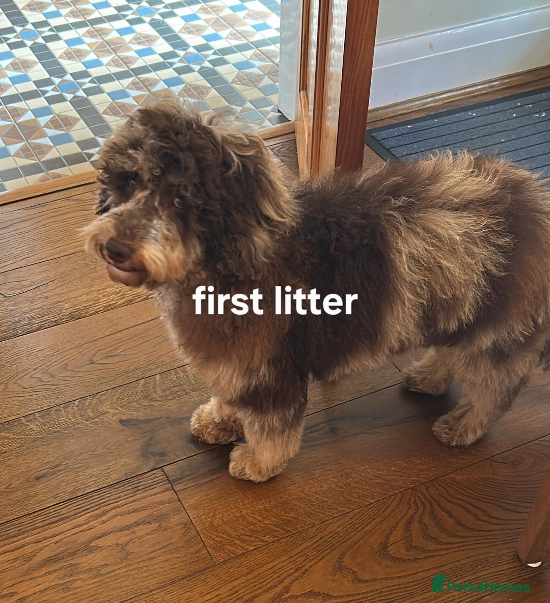 Miniature Poodle dogs for stud: Gorgeous Chocolate Merle Miniature Poodle Stud - Image 8