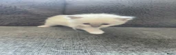 Ragdoll cats for sale: 🐾 GCCF Ragdoll Kittens🐾 - Advert 8