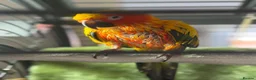 Conures birds for sale: Sun conure for sale (Male)  - Advert 3