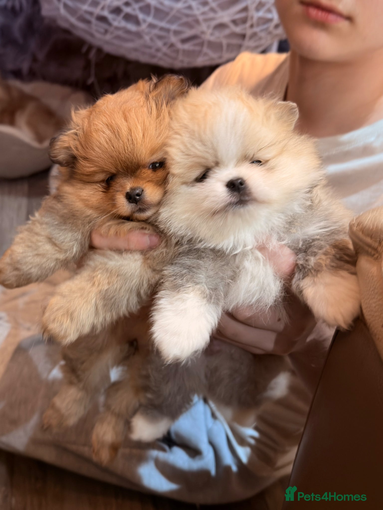 Pomeranian dogs KC Registered Pure Pomeranian,Teddy Bear Type - Advert 3