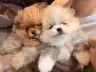 Pomeranian dogs KC Registered Pure Pomeranian,Teddy Bear Type - Advert 3