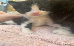 Mixed Breed cats for sale: 2 kittens  - Image 14