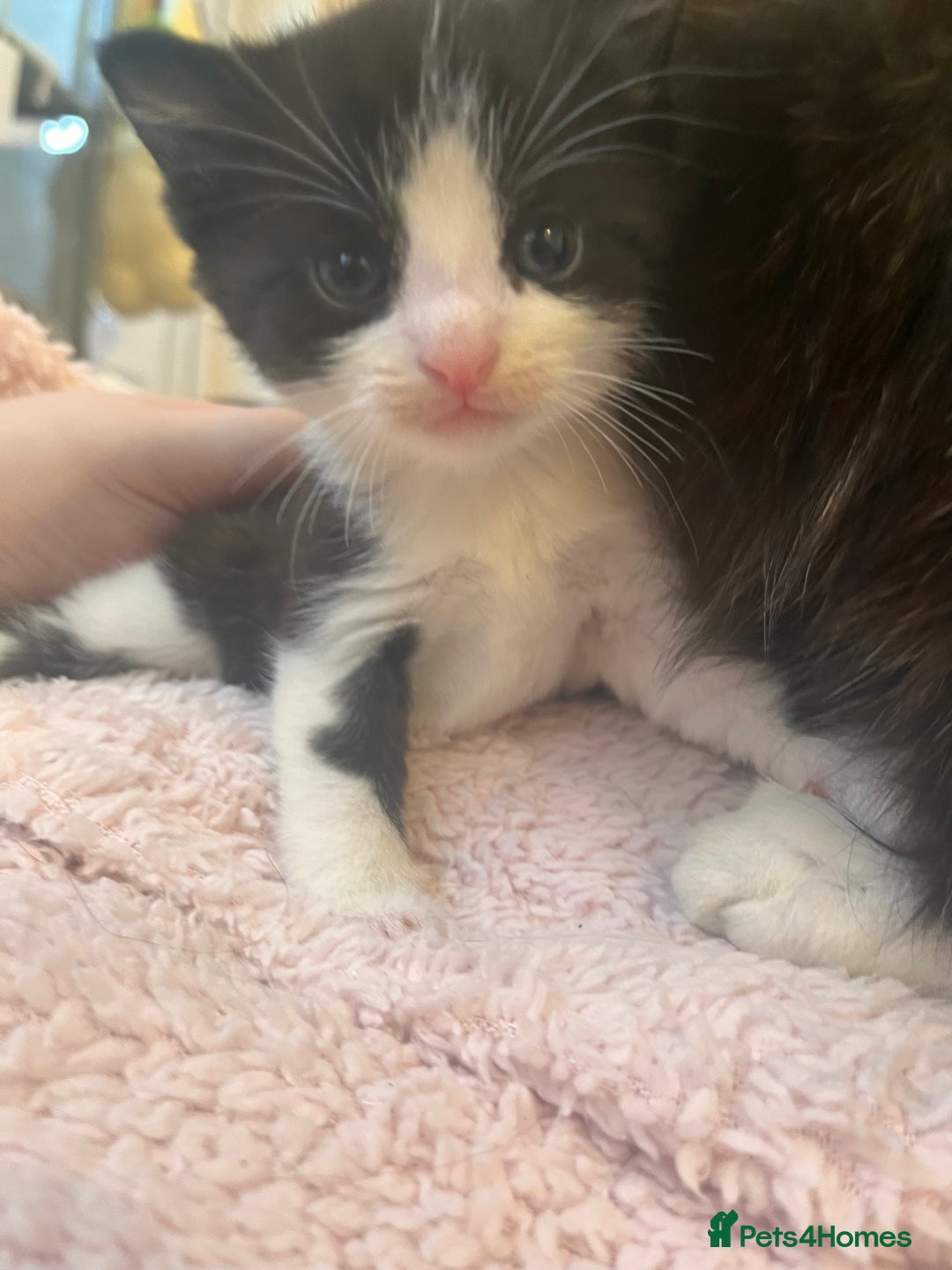Mixed Breed cats for sale: 2 kittens  - Image 14