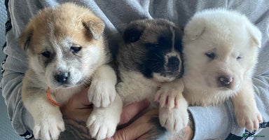 Akita dogs - Advert 6