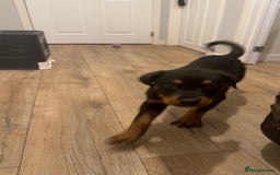 Rottweiler dogs for sale: BOY/GIRL Rottweiler Siblings  - Advert 3