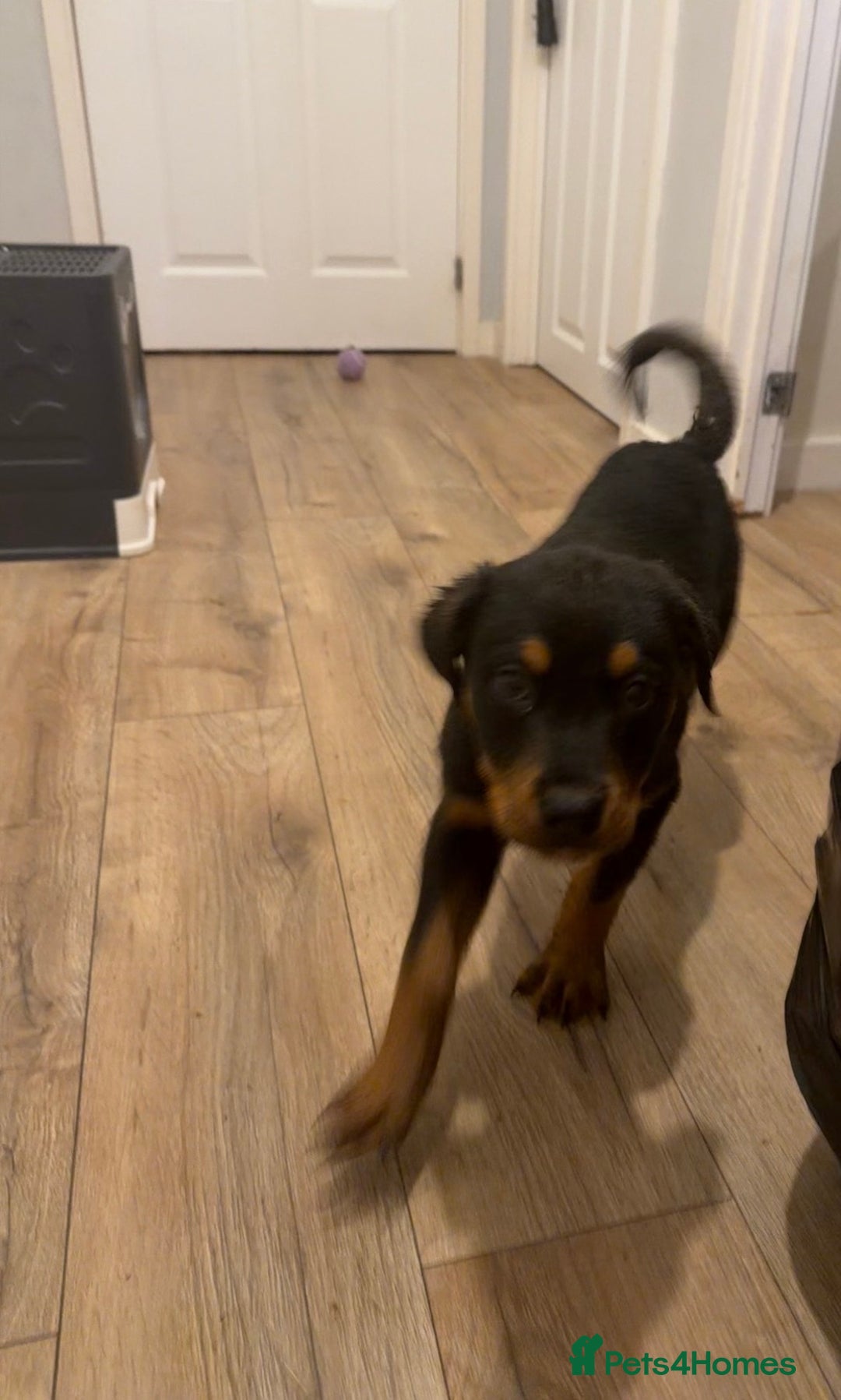 Rottweiler dogs for sale: BOY/GIRL Rottweiler Siblings  - Advert 3