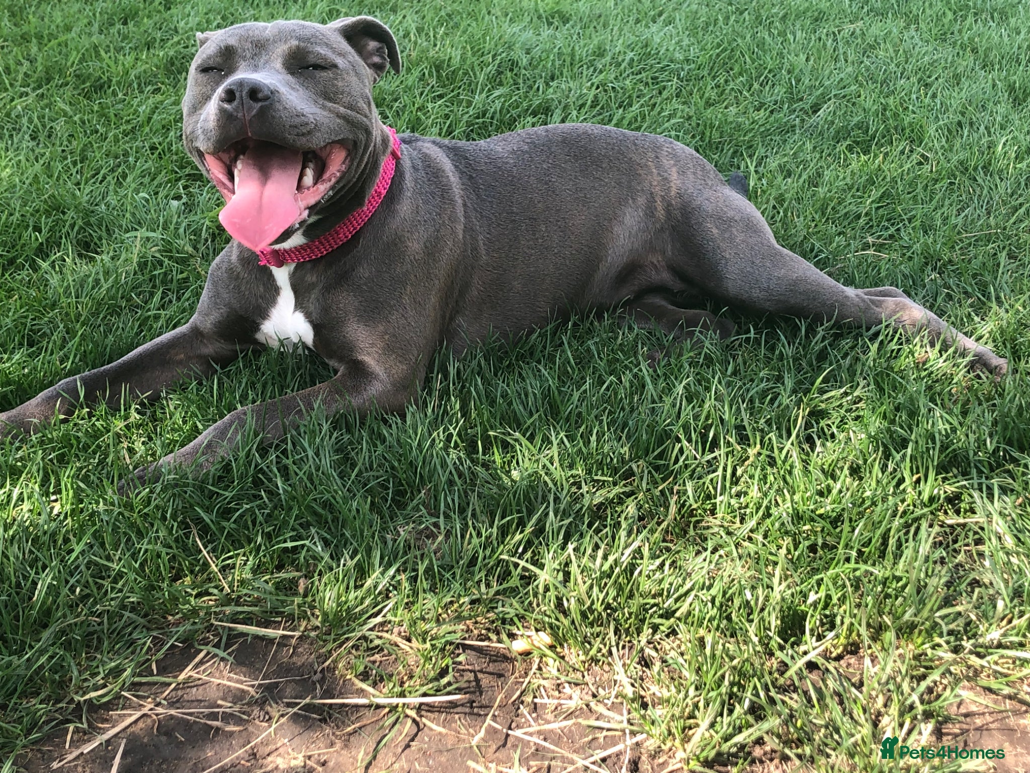 Staffordshire Bull Terrier dogs 3 stunning male blue staffies puppies  - Advert 6