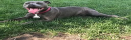 Staffordshire Bull Terrier dogs for sale: 3 stunning male blue staffies puppies  - Advert 1