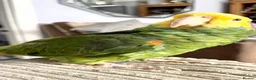 Parrots birds for sale: Amazon parrot - Advert 3